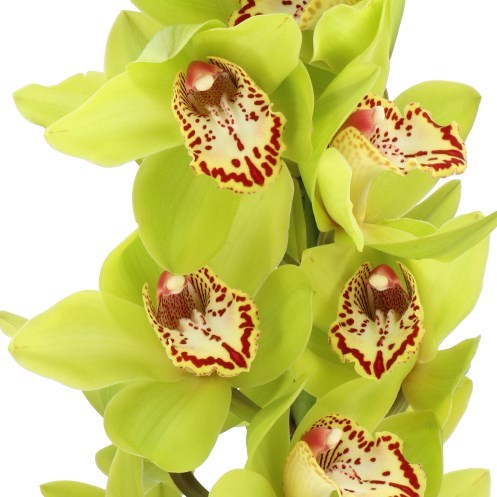 CYMBIDIUM ORCHID MAMBO