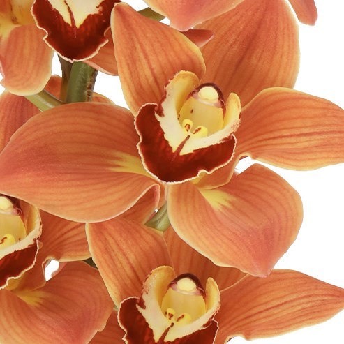 CYMBIDIUM ORCHID MANON