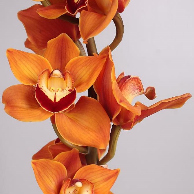 CYMBIDIUM ORCHID MANON