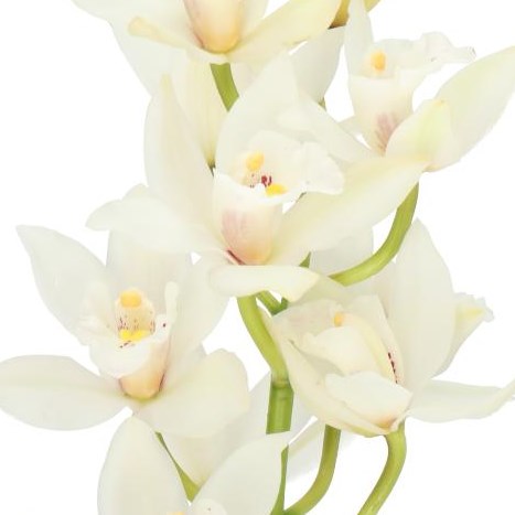 CYMBIDIUM ORCHID MARGOT