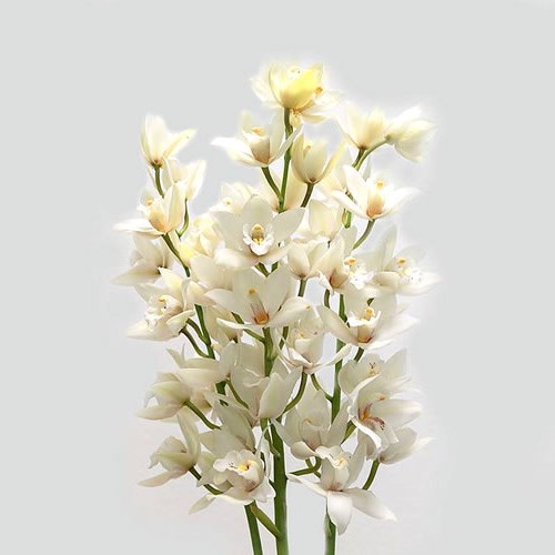 CYMBIDIUM ORCHID MARGOT