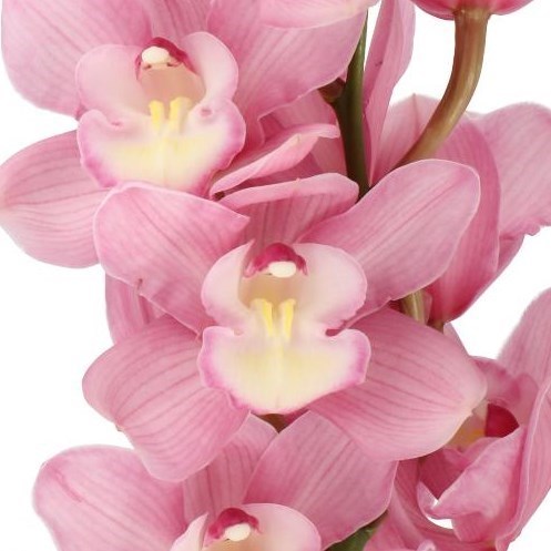 CYMBIDIUM ORCHID MARITA