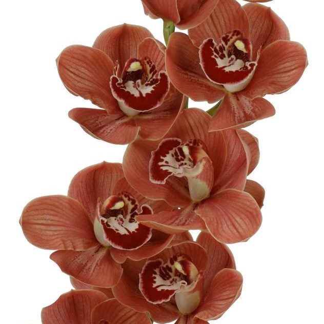 CYMBIDIUM ORCHID MARONE