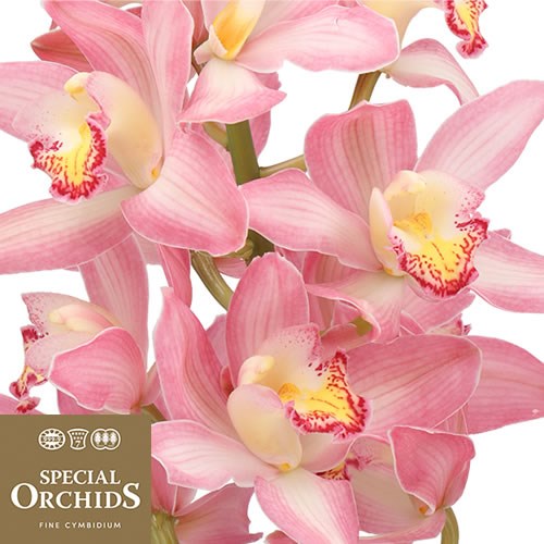 CYMBIDIUM ORCHID MARSHMALLOW (GROWER PACK)