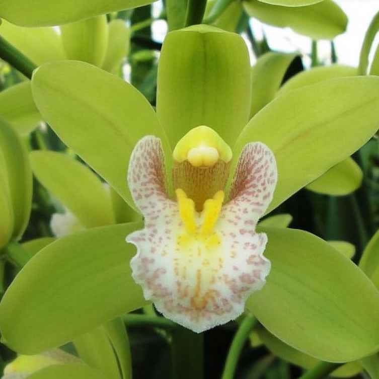 CYMBIDIUM ORCHID MAXIMA