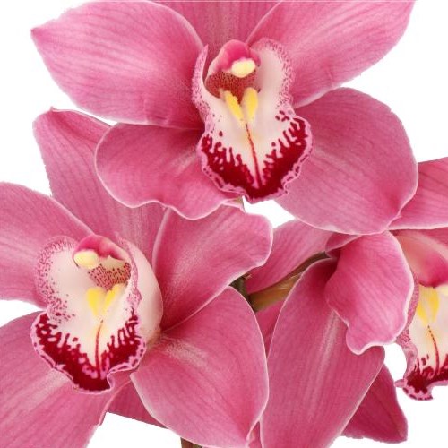 CYMBIDIUM ORCHID MAY MONIQUE PRINCESS