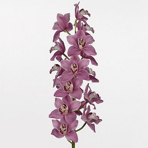 CYMBIDIUM ORCHID MAY MONIQUE PRINCESS