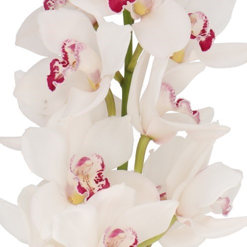 CYMBIDIUM ORCHID MAZURKA