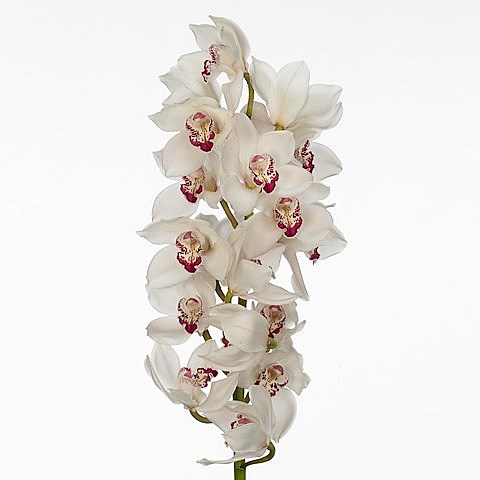 CYMBIDIUM ORCHID MAZURKA