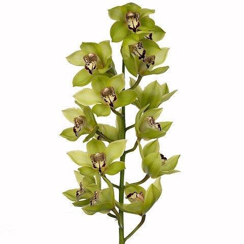 CYMBIDIUM ORCHID MELANIE