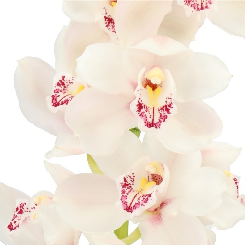 CYMBIDIUM ORCHID MELINE