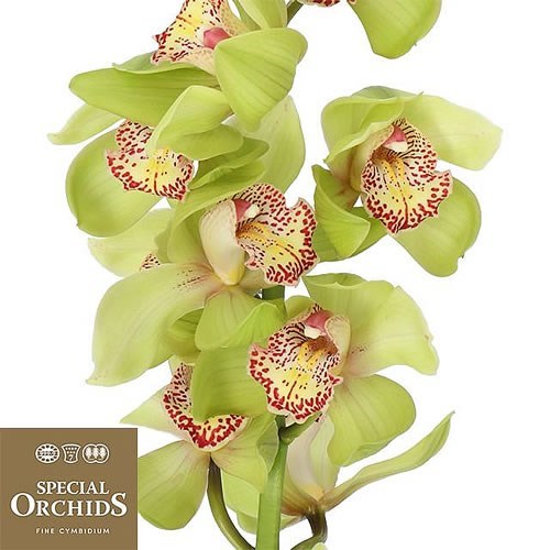CYMBIDIUM ORCHID MELISSA (GROWER PACK)
