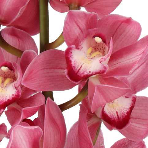 CYMBIDIUM ORCHID MERCEDES