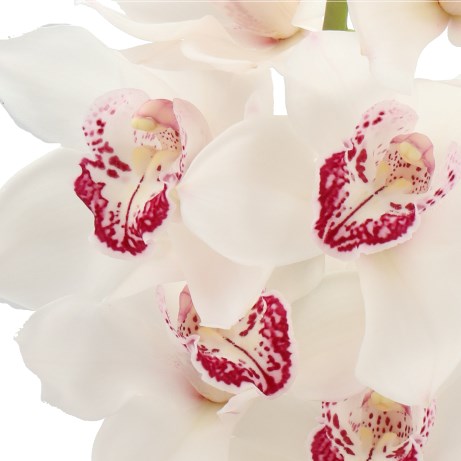 CYMBIDIUM ORCHID MIDNIGHT SKY
