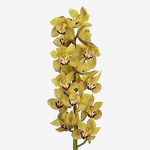 CYMBIDIUM ORCHID MILOU