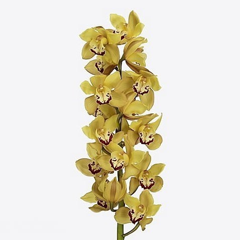 CYMBIDIUM ORCHID MILOU
