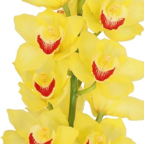 CYMBIDIUM ORCHID MIMOSA