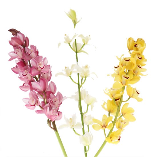 CYMBIDIUM ORCHID MINI EASTER MIX