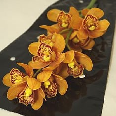CYMBIDIUM ORCHID MINI ORANGE