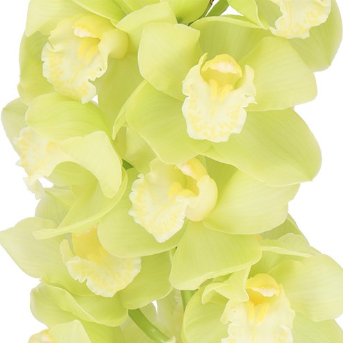 CYMBIDIUM ORCHID MINT ICE
