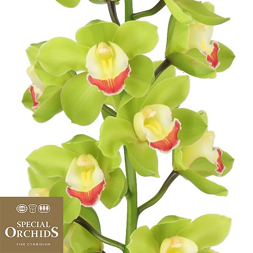 CYMBIDIUM ORCHID MIRETFLOR (GROWER PACK)