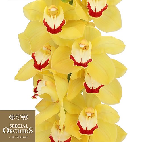CYMBIDIUM ORCHID MISS SAIGON (GROWER PACK)