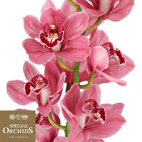 CYMBIDIUM ORCHID MONICA (GROWER PACK)