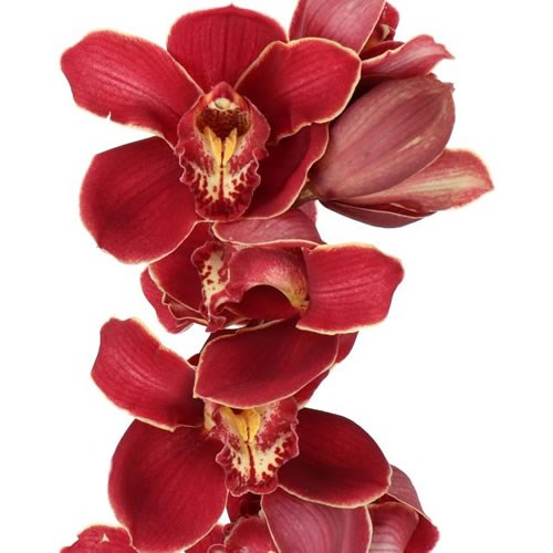 CYMBIDIUM ORCHID MONT MILLAIS