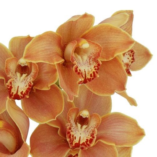 CYMBIDIUM ORCHID MRS BRITNEY
