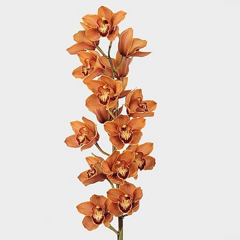 CYMBIDIUM ORCHID MRS BRITNEY