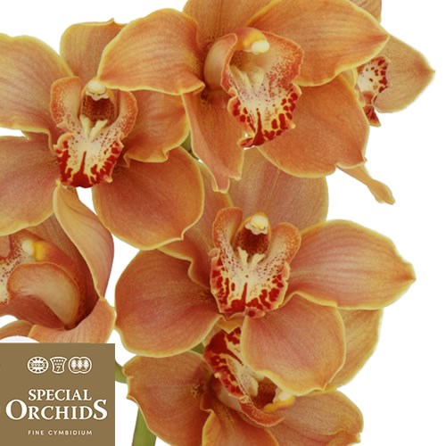 CYMBIDIUM ORCHID MRS BRITNEY (GROWER PACK)