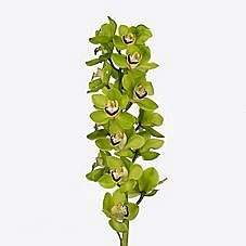 CYMBIDIUM ORCHID MRS DUBLIN