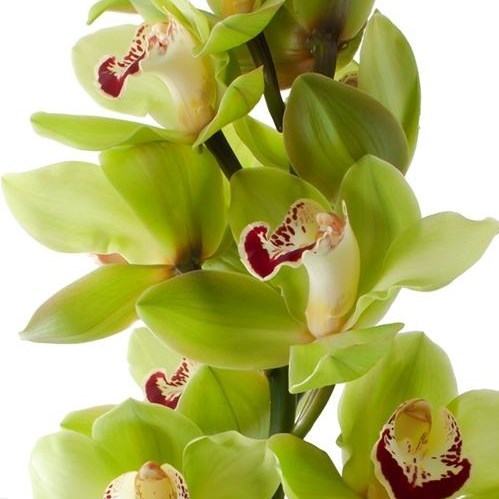 CYMBIDIUM ORCHID MRS DUBLIN