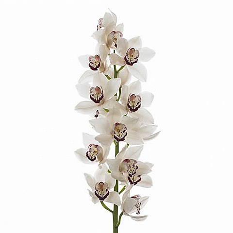 CYMBIDIUM ORCHID MRS ESMEE