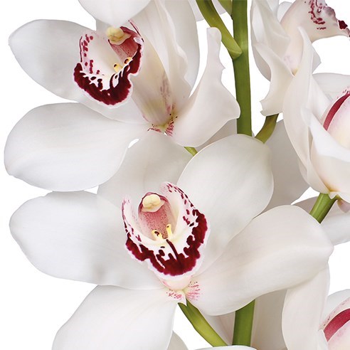 CYMBIDIUM ORCHID MRS ESMEE