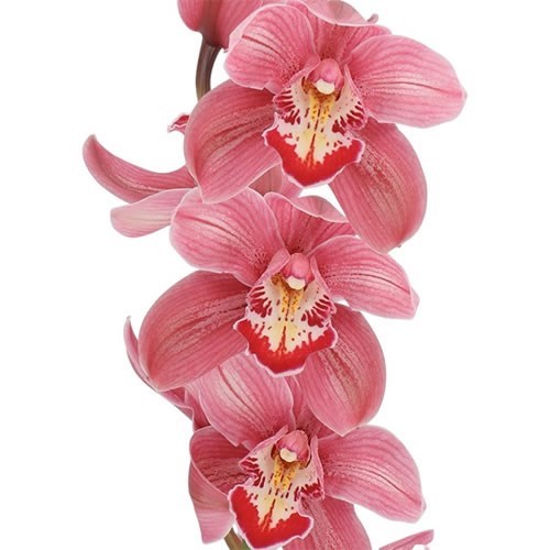 CYMBIDIUM ORCHID MRS PAULINE