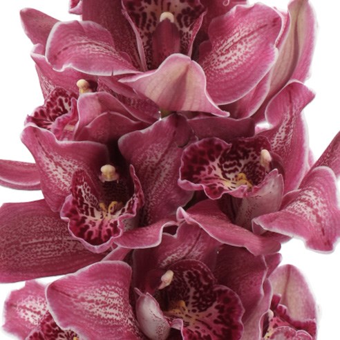 CYMBIDIUM ORCHID MRS PURPLE RAIN