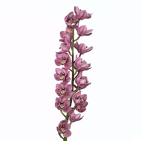 CYMBIDIUM ORCHID MRS REBECCA
