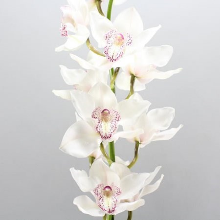 CYMBIDIUM ORCHID MRS SUGAR LEE