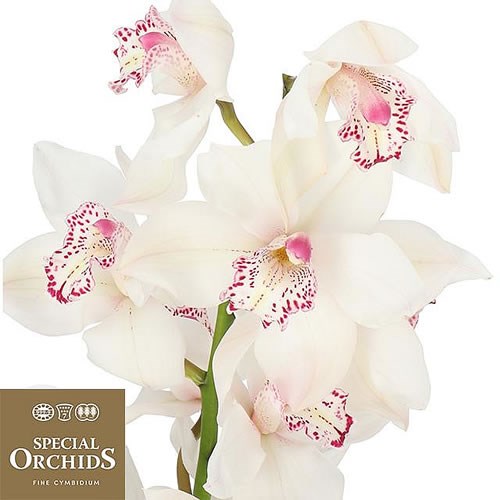 CYMBIDIUM ORCHID MRS SUGAR LEE (GROWER PACK)