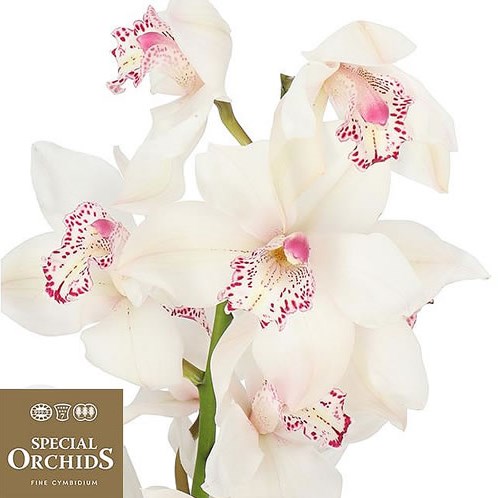 CYMBIDIUM ORCHID MRS SUGAR LEE (GROWER PACK)