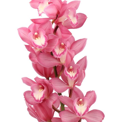 CYMBIDIUM ORCHID MRS TERESA