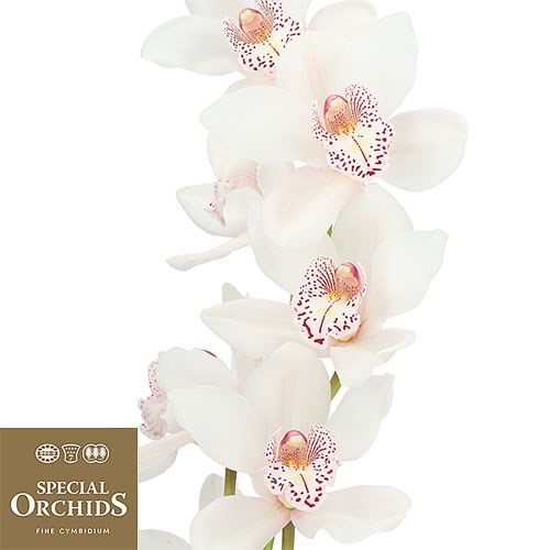 CYMBIDIUM ORCHID MRS WHITE CRYSTAL