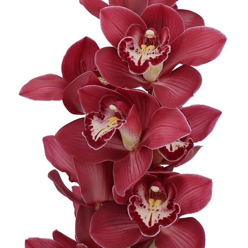 CYMBIDIUM ORCHID NAOMI