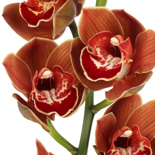 CYMBIDIUM ORCHID NAPOLI