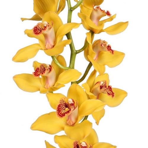 CYMBIDIUM ORCHID NEVADA