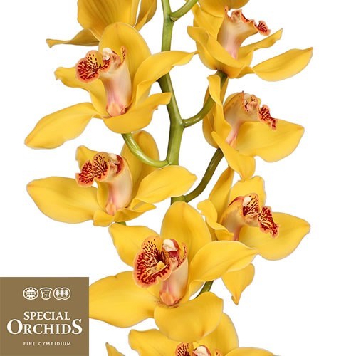 CYMBIDIUM ORCHID NEVADA (GROWER PACK)