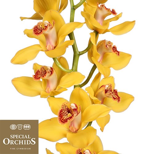 CYMBIDIUM ORCHID NEVADA (GROWER PACK)
