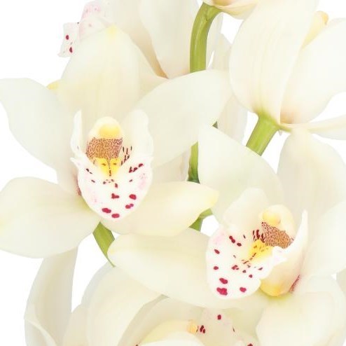 CYMBIDIUM ORCHID NICOLE MARIE SUE