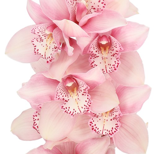 CYMBIDIUM ORCHID NIKKIE